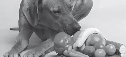Feeding Dogs Fruits Requires Some Considerations 　喂食狗狗水果有讲究  
