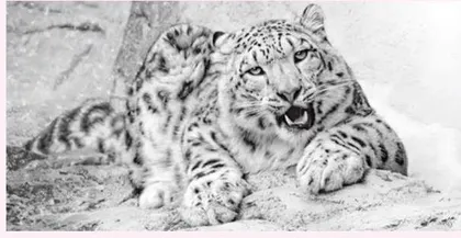 Why Do Snow Leopards Survive in Cold and High Conditions?   为什么雪豹能在高寒条件下生存？