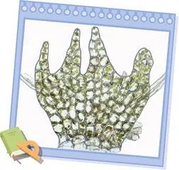 冷知识3