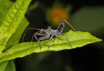 生物摄影