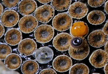 生物摄影3