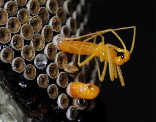 生物摄影5