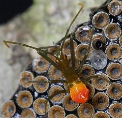生物摄影6