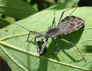 生物摄影7