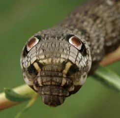 蛇年话蛇虫2