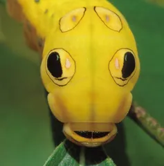 蛇年话蛇虫3