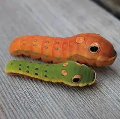 蛇年话蛇虫4