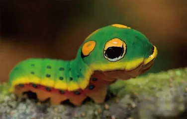 蛇年话蛇虫5