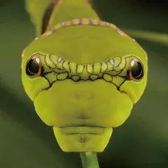 蛇年话蛇虫6
