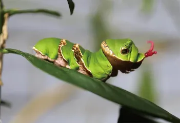蛇年话蛇虫7