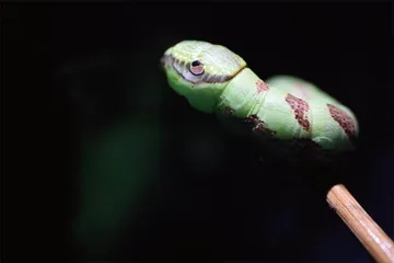蛇年话蛇虫8