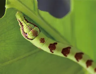 蛇年话蛇虫9