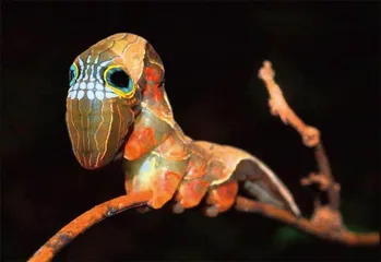 蛇年话蛇虫10