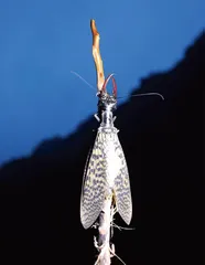 蛇年话蛇虫19
