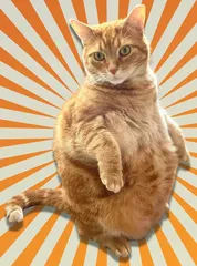 为什么橘色猫大多为公猫?1