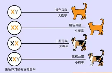 为什么橘色猫大多为公猫?2
