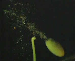 铁炮瓜发射2