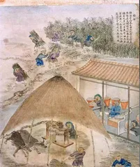 甘蔗传奇2