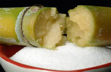 甘蔗传奇12