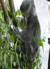 澳大利亚昆士兰州无需山盟海誓亦恒远6