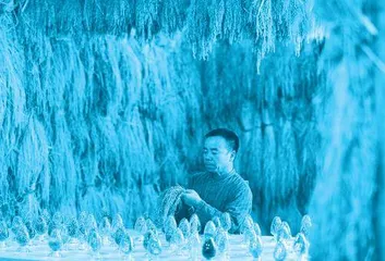 远山爱的呼唤:大学女教师与侗族丈夫做“老种子守护者”4