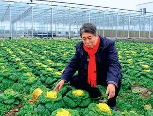 侯喜林教授与小白菜的不解之缘