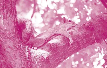 Animals Are Shape-shifting in Response to  Climate Change  动物正在改变体形，以应对气候变化