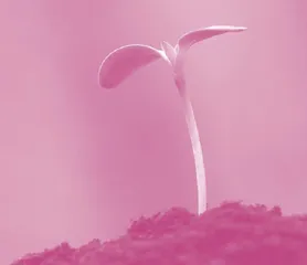 Storing Seeds for the Future 为未来储存种子