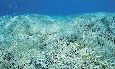 守护“海底彩色城堡”——珊瑚1