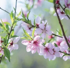 请查收!春天写给你的信1