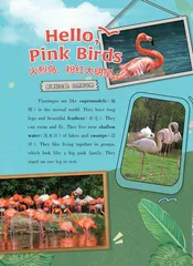 Hello, Pink Birds火烈鸟，粉红大明星