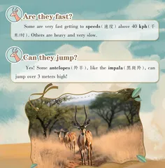 African Antelopes非洲羚羊