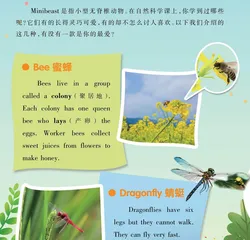 Do you Know Minibeasts?虫儿飞