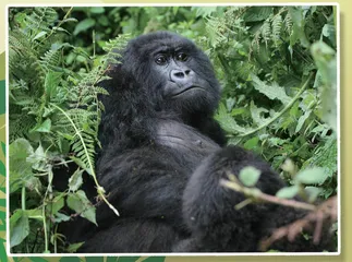 Great Apes Talking聪明的灵长类动物