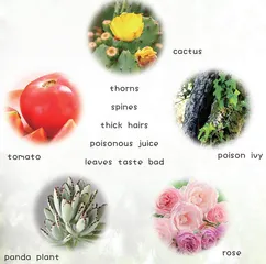 How Do Plants Protect Themselves? 植物如何保护自己？