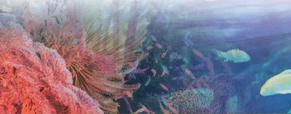 Archerfish喷水鱼