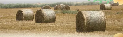 Bales of Fresh Straw成捆的新鲜稻草