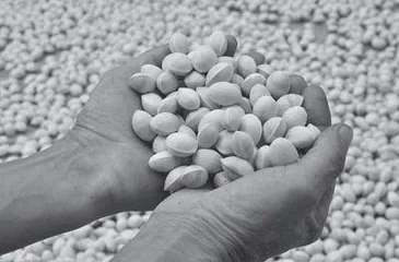 Why Do Ginkgo Tree Berries Stink?为什么银杏果是臭的?