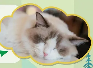The Cat Family猫科动物