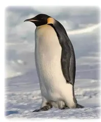 Super Penguins了不起的企鹅们