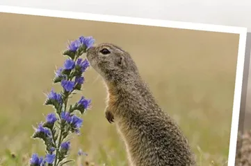 The Groundhog Calls for Spring预测春天何时到来的“土拨鼠日”