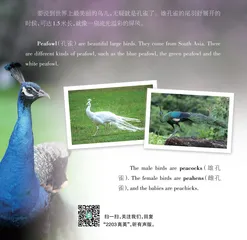 Peafowl in the Rainforest雨林深处的孔雀