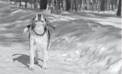 Why Do Dogs Always Bark at the Air? 为什么狗总对着空气汪汪叫？