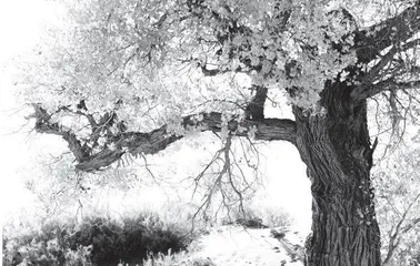 Why Does Autumn Have Two Names in America? 在美国，秋天为什么有两个名字？