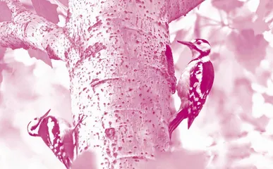 Why Woodpeckers Never Get a Concussion啄木鸟为什么不会得脑震荡？