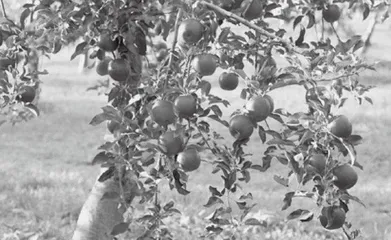 The Origin of the  Name of Apple“苹果”名字的由来