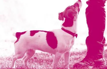 Can Dogs Really Show Empathy Towards Humans?狗真的能感受人类的情绪吗?