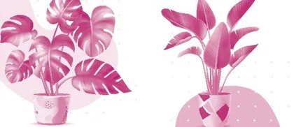 Why Are Plants Important? 植物为什么很重要？