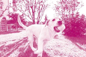 The Wearable Fan for Pets 　可给宠物穿戴的电扇