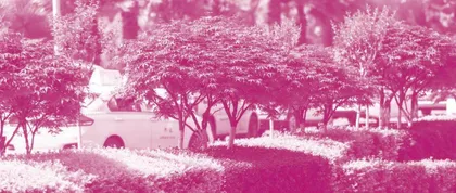 The Health Benefits of  Urban Tree Planting城市种树对健康的好处